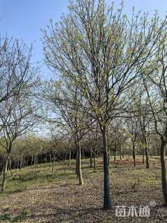 14公分牡丹樱花