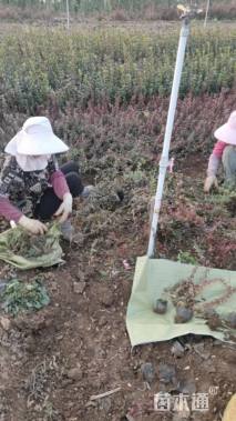30厘米扶芳藤