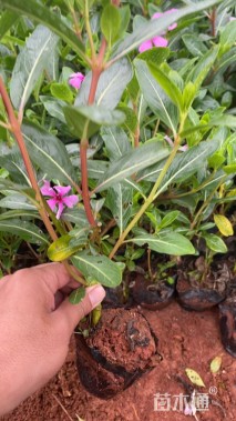 高度20厘米长春花