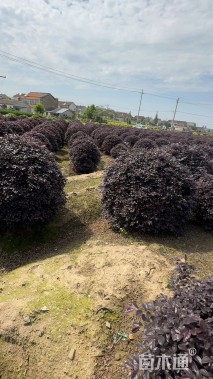 冠幅180厘米红花继木球