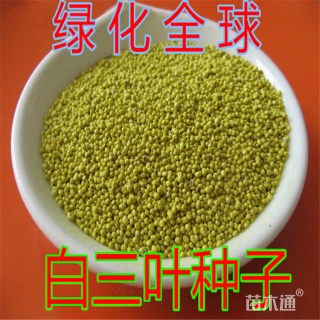 白三叶种子