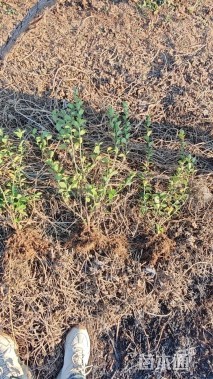 高度60厘米卫矛