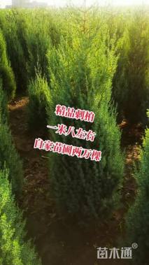 高度180厘米圆柏