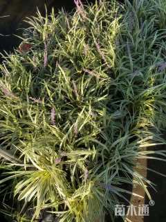 高度20厘米金边麦冬