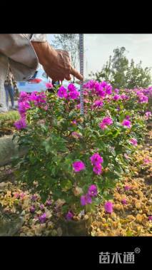 高度80厘米紫花三角梅