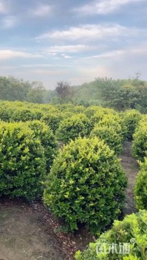 冠幅120厘米金森女贞球