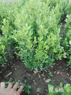 高度40厘米小叶黄杨