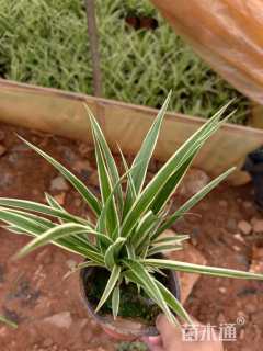 高度25厘米吊兰