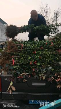 高度120厘米北海道黄杨