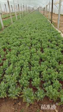 高度15厘米薰衣草