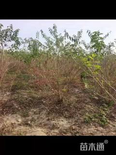 高度250厘米金银木