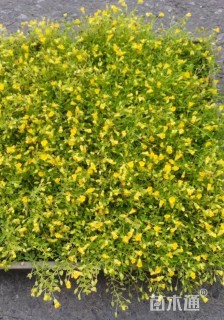 高度1厘米金莎蔓