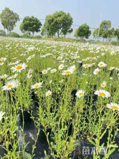 高度30厘米滨菊