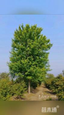 22公分美国红枫