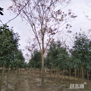 黄山栾树