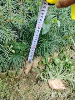 高度20厘米杉木小苗