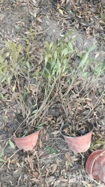 高度36厘米小叶栀子