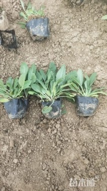 高度10厘米黑心菊