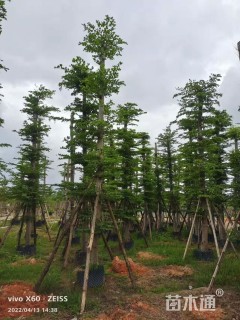 10公分小叶榄仁