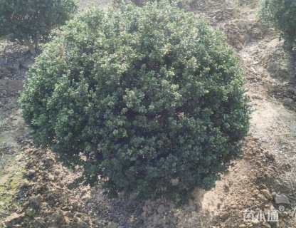 冠幅120厘米龟甲冬青球