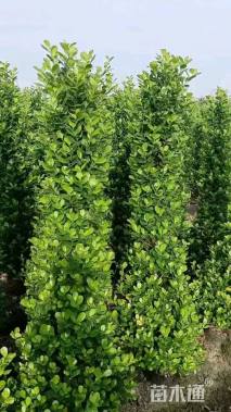 高度180厘米火山榕