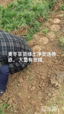 高度18厘米麦冬