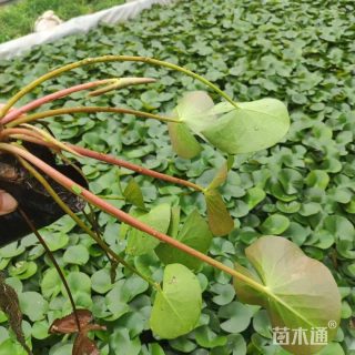 高度25厘米睡莲