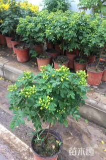 高度30厘米金雀花