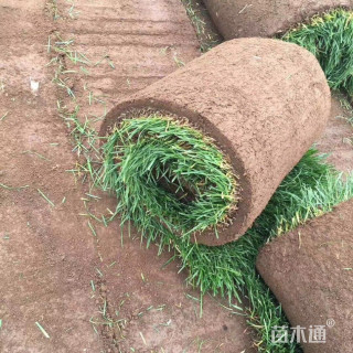 普通绿地-->高羊茅(高羊矛草坪)