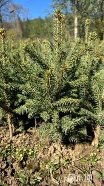 高度40厘米云杉