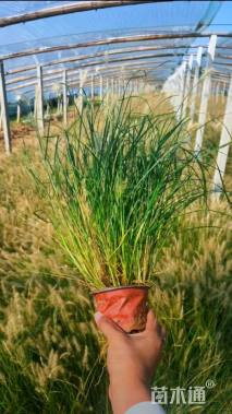 高度37厘米小兔子狼尾草