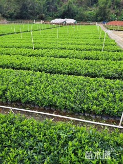 高度20厘米千屈菜