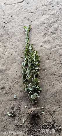 高度40厘米金边黄杨