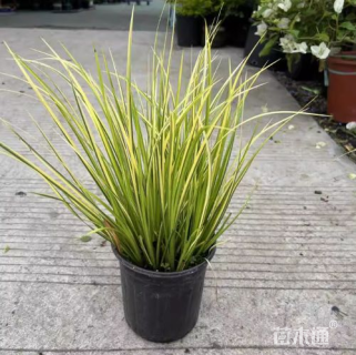 高度20厘米金叶石菖蒲