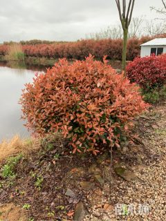冠幅250厘米红叶石楠球