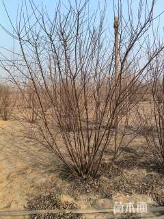 高度1.5厘米丛生榆叶梅