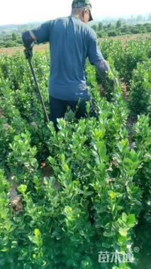 高度150厘米北海道黄杨