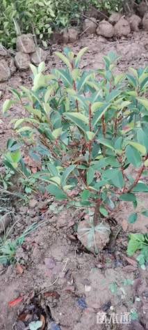 冠幅60厘米红叶石楠球