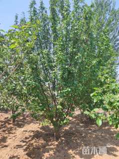 17公分八棱海棠