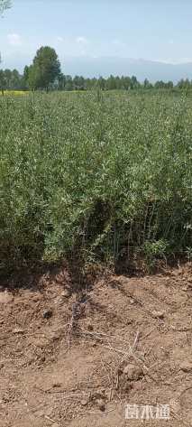 高度60厘米沙棘