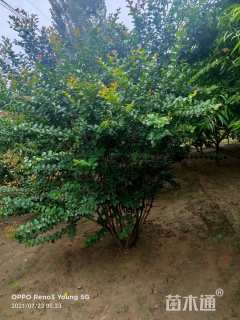 高度200厘米丛生紫薇