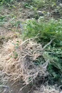 高度20厘米水杨梅