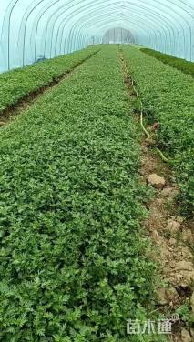 高度15厘米美女樱