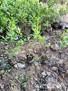 高度25厘米毛鹃