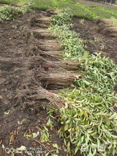 高度40厘米锦带