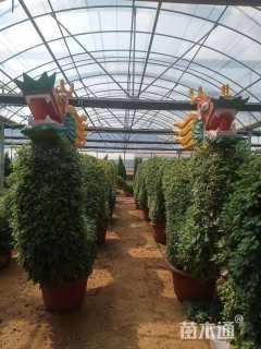 高度80厘米菊花