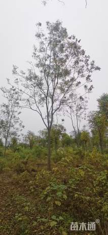 15公分栾树