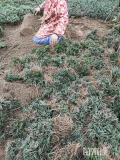 高度10厘米麦冬