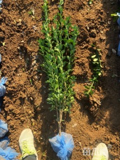 高度100厘米大叶黄杨