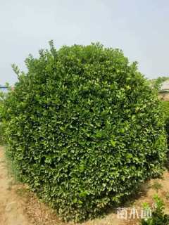 冠幅210厘米大叶黄杨球